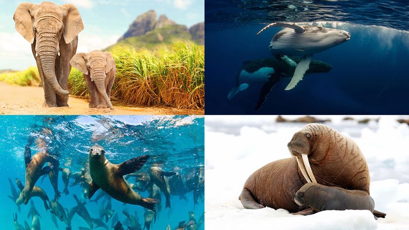 whales, sea lions, walrus, elephant