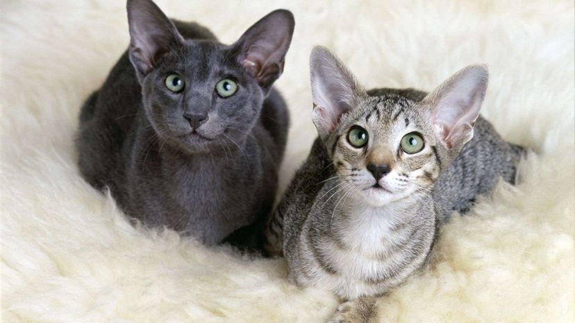 Oriental Shorthair