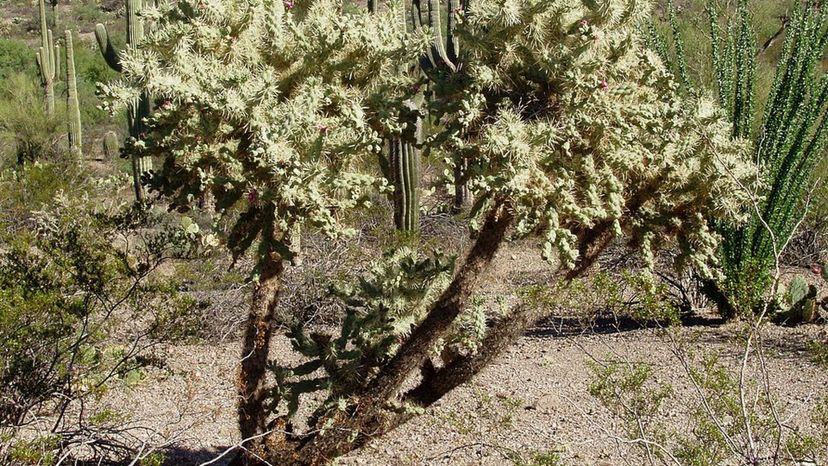 Chain fruit cholla