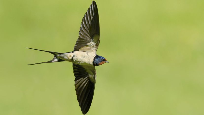 Swallow