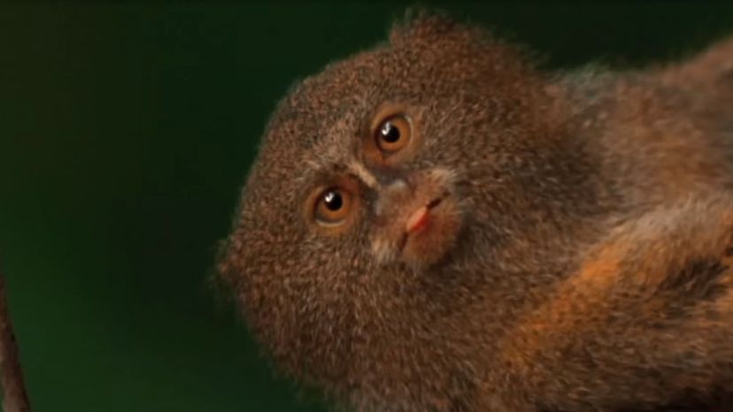 Roosmalens' Dwarf Marmoset