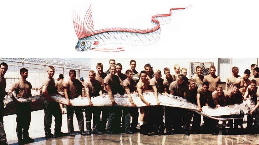 Oarfish