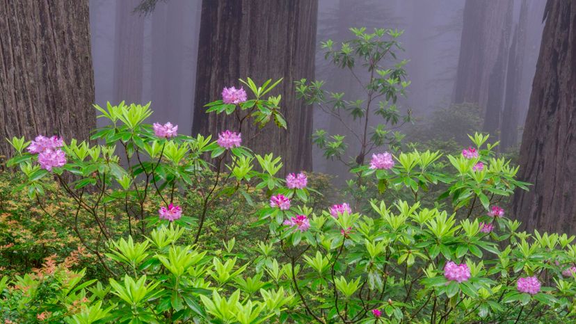 Rhododendron