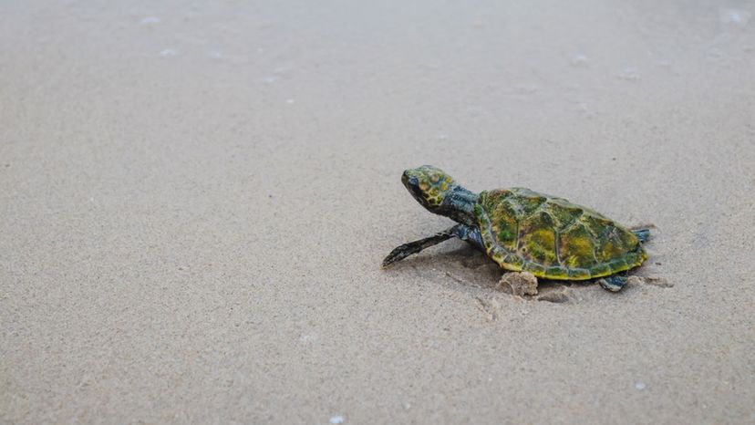 Green Sea Turtle