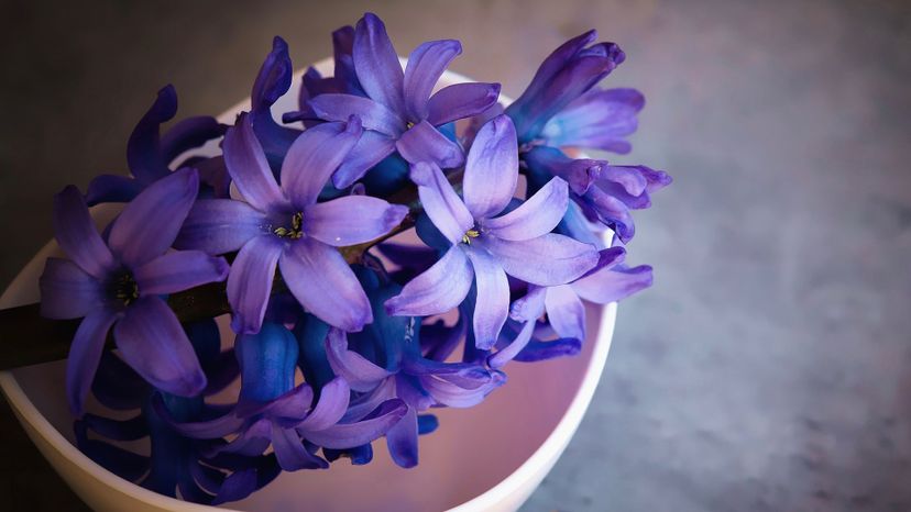 Hyacinth