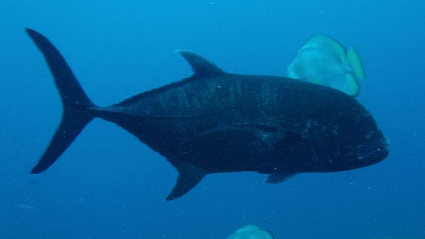 Giant Trevally