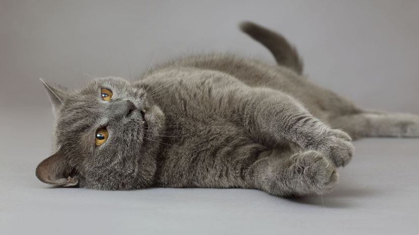 Chartreux