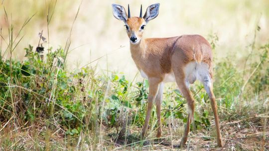 Can You Name All of These Mammals From One Image?