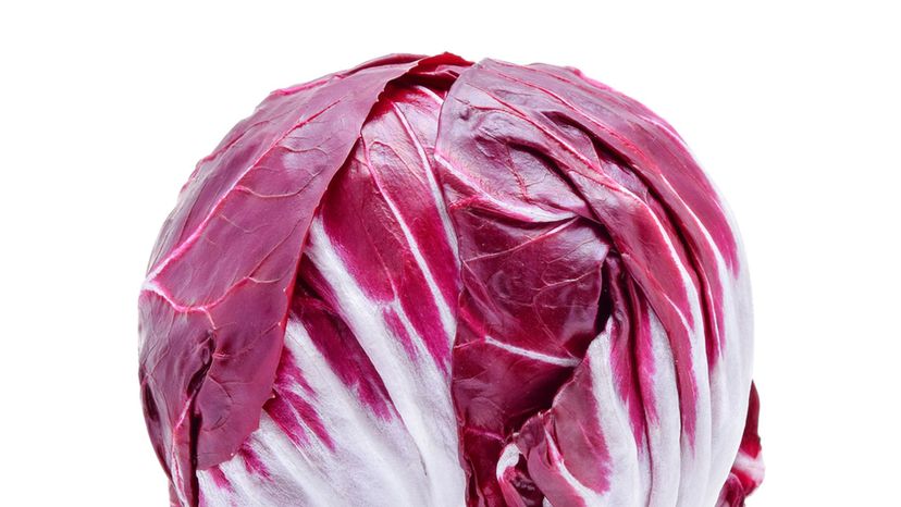 Radicchio