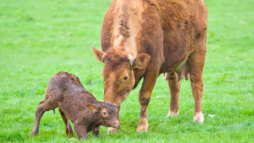 Cow giving birth