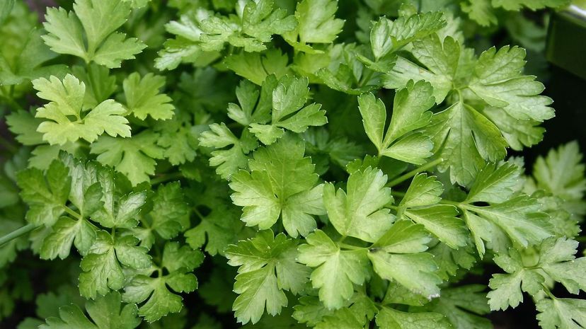 Parsley