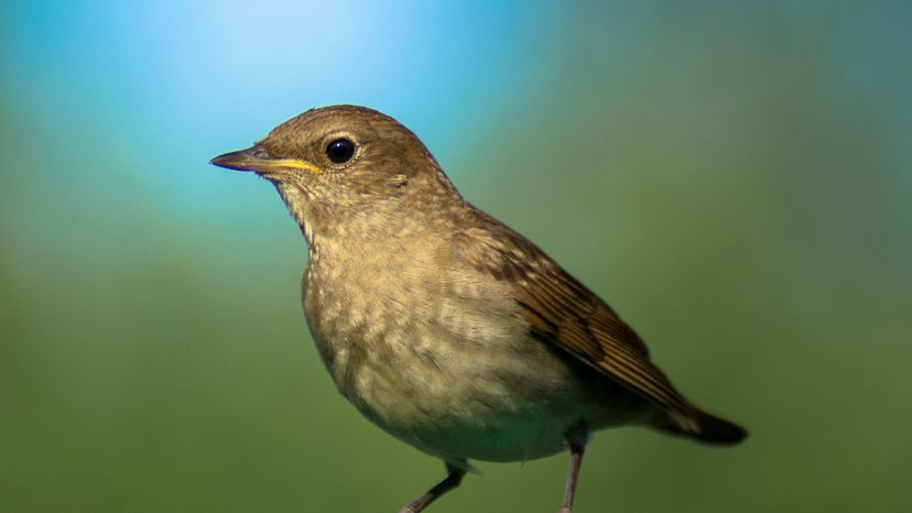 Garden warbler