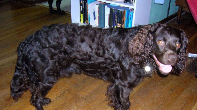 American_Water_Spaniel_3