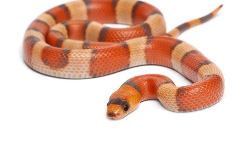 Milk Snakes