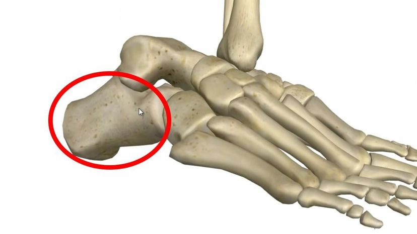 calcaneus