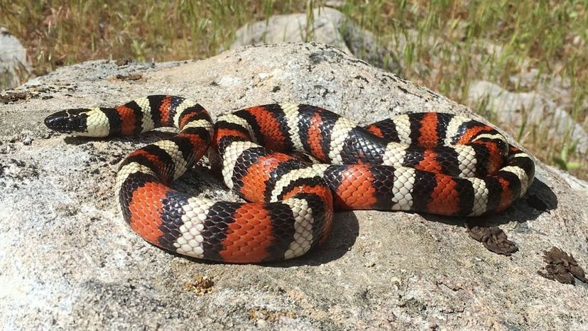 Kingsnake