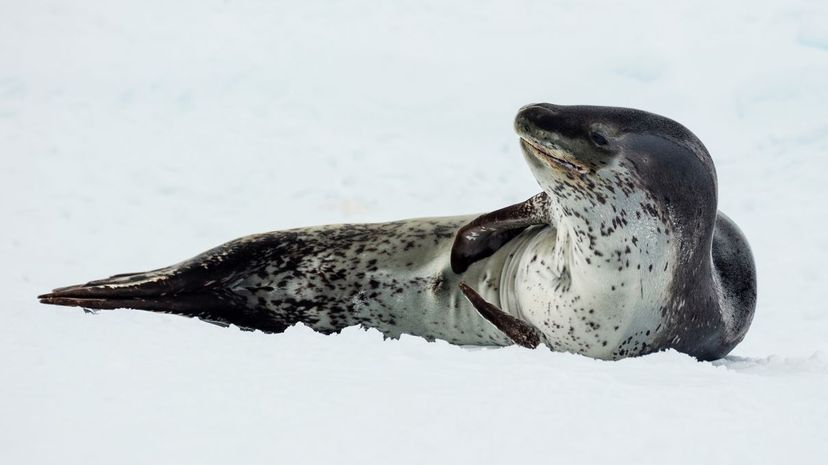 Sea leopard