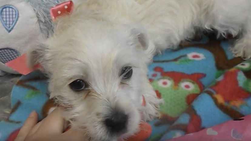 Westie混合＂border=