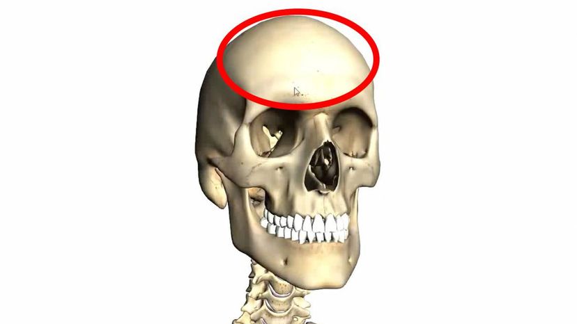 frontal bone