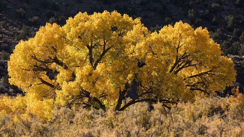 7 Cottonwood tree GettyImages-1022397666