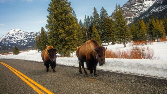 Can You Guess Which Animal Is the National Symbol for These Countries?