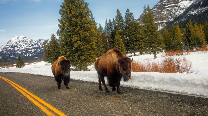 Can You Guess Which Animal Is the National Symbol for These Countries?