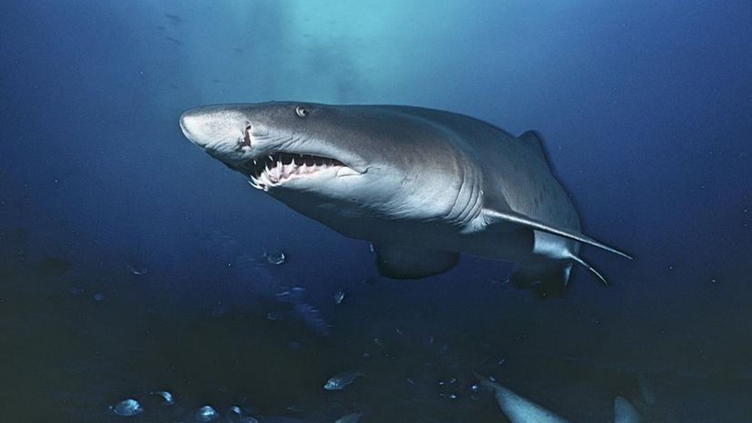 Sand Tiger Shark