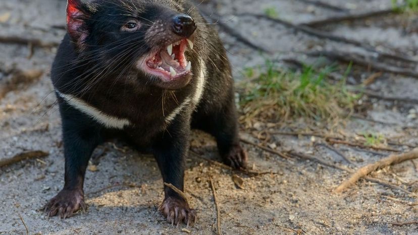 Tasmanian devil