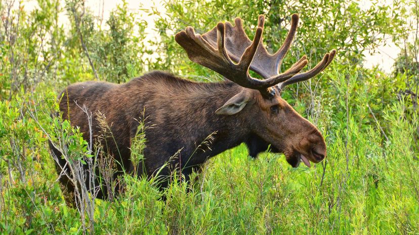 moose