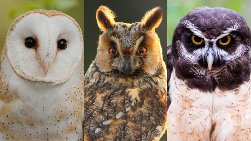 Can You Identify These Owl Species from a Photo?