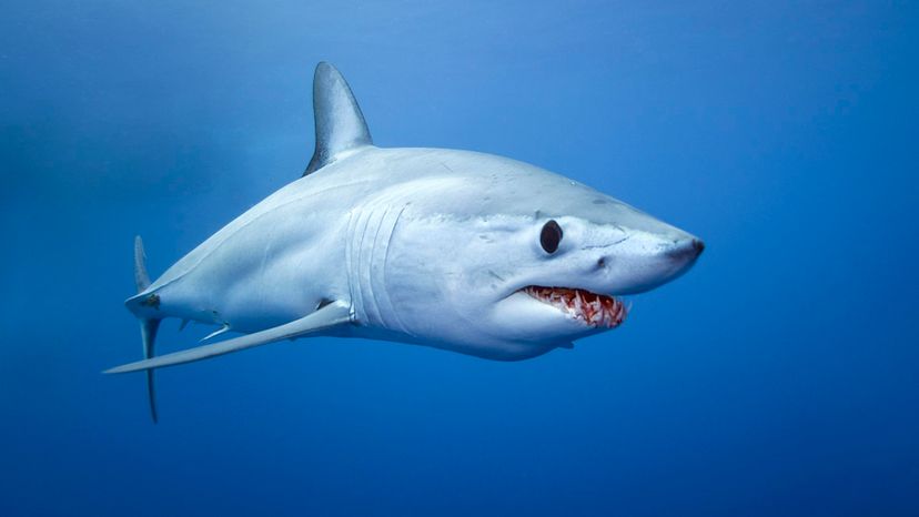 MAKO SHARK