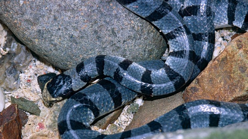 37 Banded Sea Krait