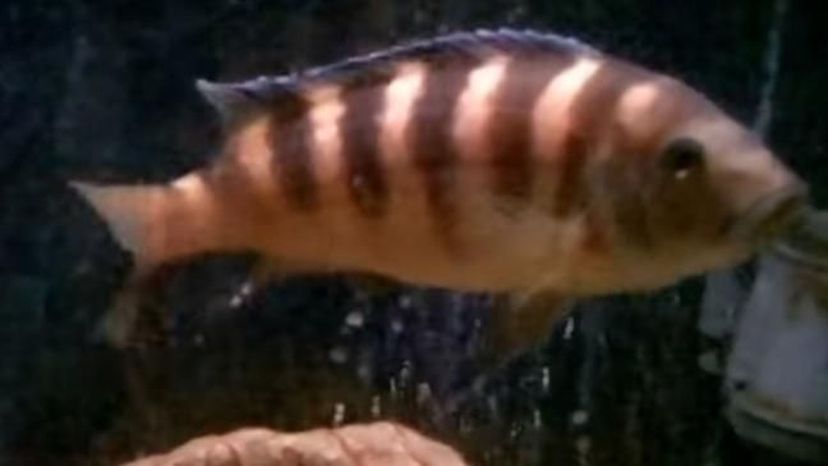 Bumblebee cichlid