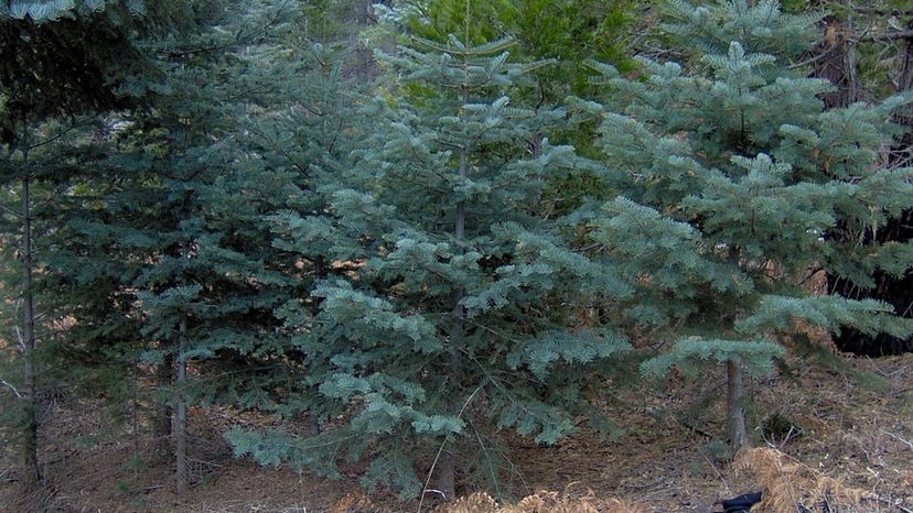 15 white fir Young_Abies_concolor