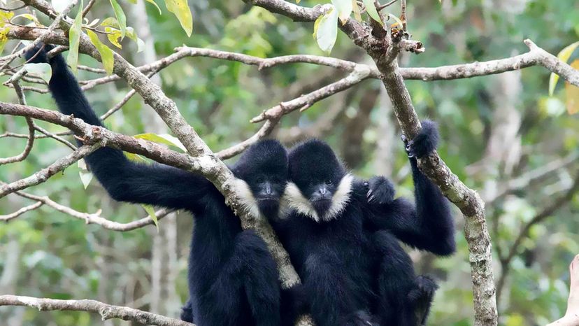 White-cheeked gibbon