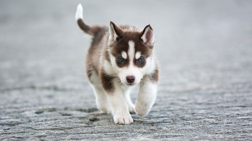 Siberian Husky