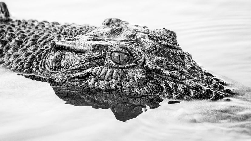 Crocodile