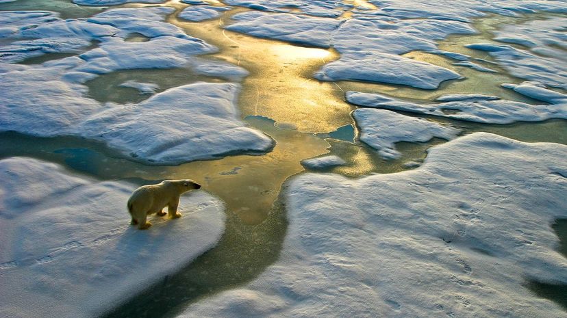 Polar Bear North Pole