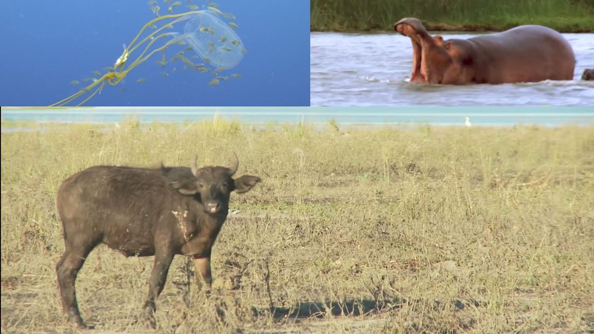 If We Give You 3 Animals, Can You Tell Us What They Have in Common? Zoo