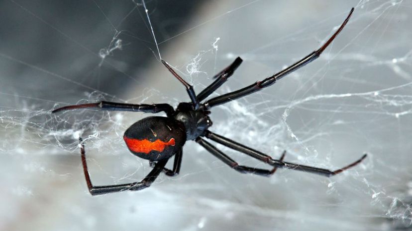 Redback Spider