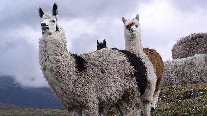 Llama Pair