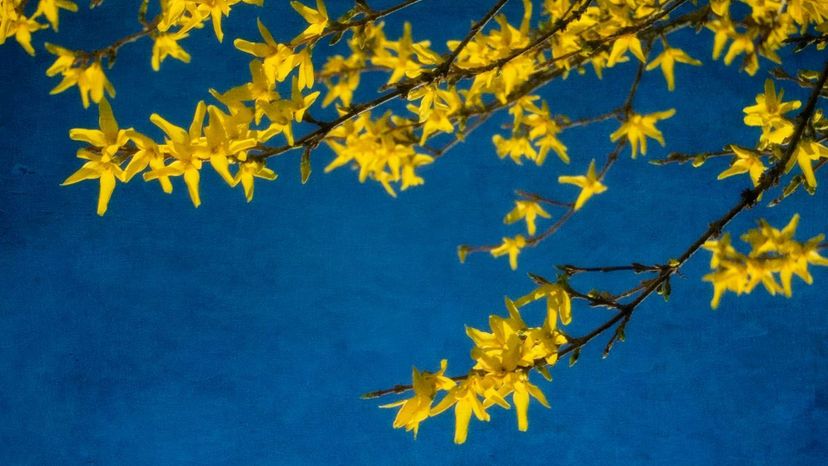 Forsythia