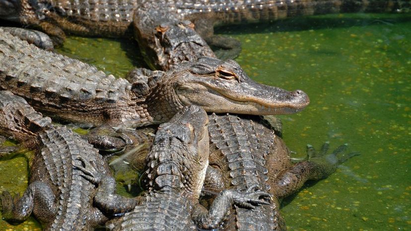 Q 31 Alligator species