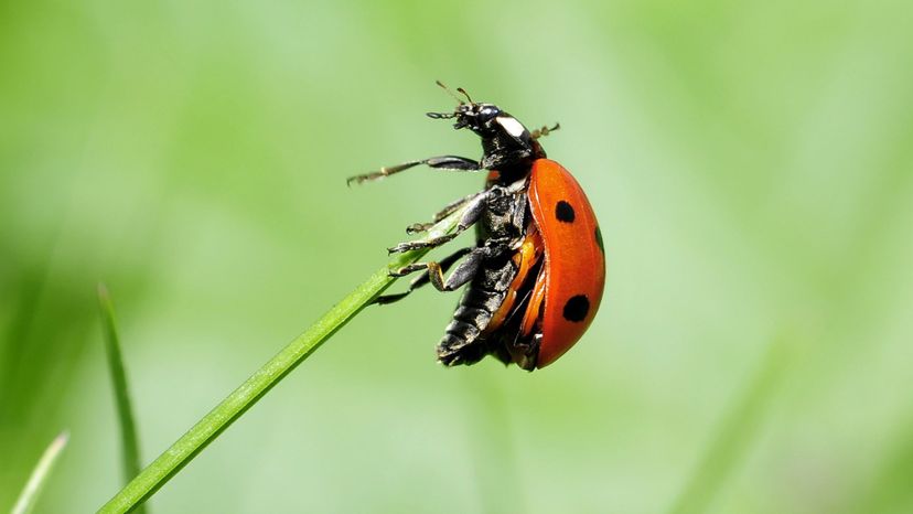 Ladybug