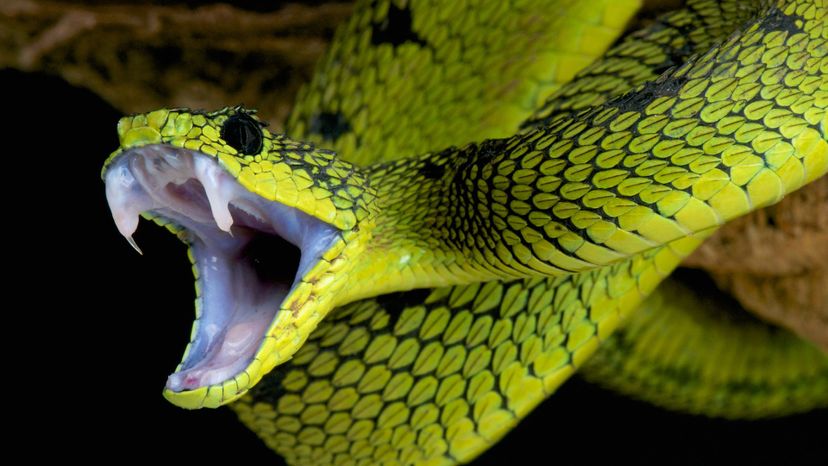 A cobra de duas cabeças encontrada no jardim de uma casa nos EUA