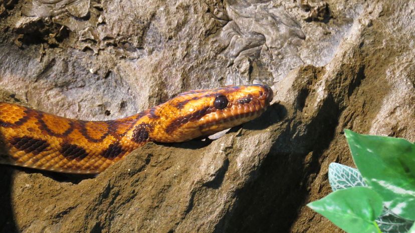 Brazilian Rainbow Boa