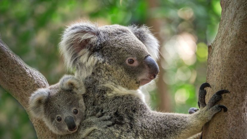 Koala