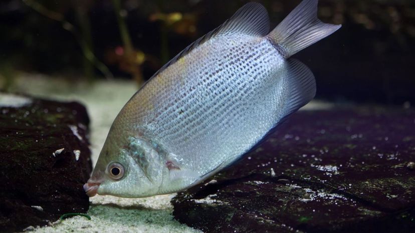 Kissing Gourami