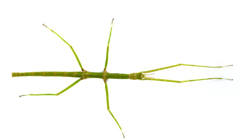 Vietnamese Walkingstick