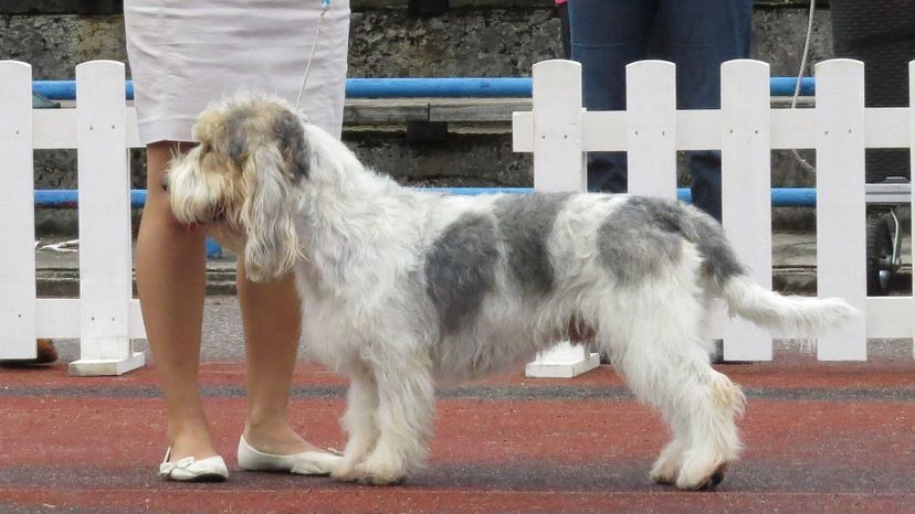 Grand Basset Griffon VendÃ©en